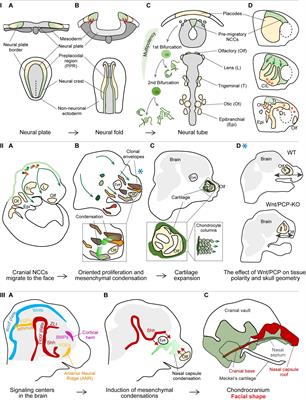 Frontiers | Insights Into The Complexity Of Craniofacial Development ...